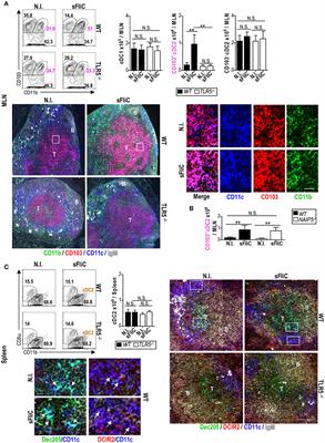 Intestinal CD103+CD11b+ cDC2 Conventional Dendritic Cells Are Required for Primary CD4+ T and B Cell Responses to Soluble Flagellin